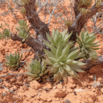 d&eacute;couvrez notre s&eacute;lection de plantes r&eacute;sistantes aux climats secs et chauds, parfaites pour embellir votre jardin tout en &eacute;conomisant l'eau.