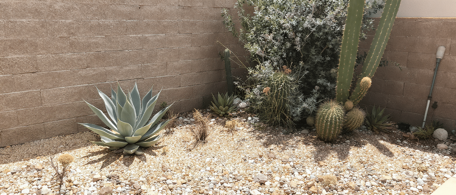 d&eacute;couvrez les plantes id&eacute;ales pour les climats secs et chauds, r&eacute;sistantes &agrave; la s&eacute;cheresse et faciles &agrave; entretenir, parfaites pour embellir votre jardin ensoleill&eacute;.