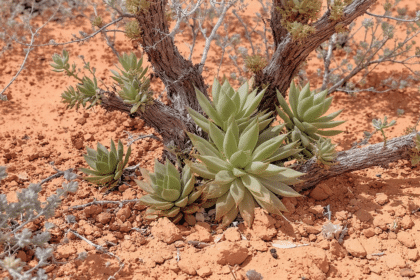 découvrez notre sélection de plantes résistantes aux climats secs et chauds, parfaites pour embellir votre jardin tout en économisant l'eau.