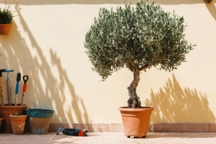 découvrez les causes physiologiques de la perte de feuilles chez l'olivier et apprenez les solutions efficaces pour traiter ce problème et préserver la santé de votre arbre.