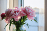 Plante pivoine : les conseils de plantation et le calendrier de floraison