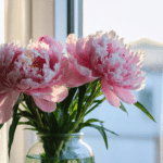d&eacute;couvrez nos conseils pratiques pour la plantation de la pivoine et suivez son calendrier de floraison pour un jardin &eacute;clatant toute l'ann&eacute;e.