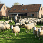d&eacute;couvrez la transformation audacieuse d'une ferme flamande r&eacute;put&eacute;e pour son &eacute;levage de moutons, alliant tradition et innovation pour un avenir durable.