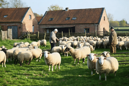 découvrez la transformation audacieuse d'une ferme flamande réputée pour son élevage de moutons, alliant tradition et innovation pour un avenir durable.