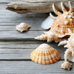 apportez une touche estivale et marine &agrave; votre d&eacute;coration avec nos id&eacute;es inspir&eacute;es des coquillages et crustac&eacute;s. cr&eacute;ez une ambiance fra&icirc;che et naturelle chez vous.