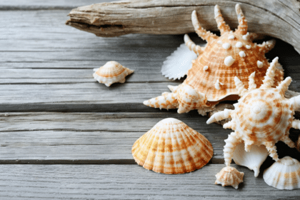 apportez une touche estivale et marine à votre décoration avec nos idées inspirées des coquillages et crustacés. créez une ambiance fraîche et naturelle chez vous.
