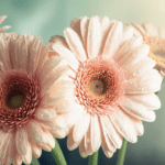 d&eacute;couvrez la splendeur des gerberas, ces grandes marguerites aux couleurs vibrantes qui illumineront votre int&eacute;rieur et apporteront une touche de fra&icirc;cheur et de gaiet&eacute; &agrave; votre d&eacute;coration.