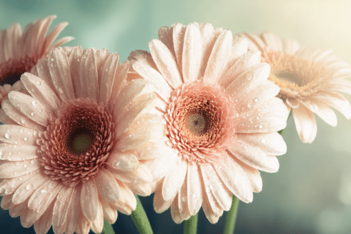 découvrez la splendeur des gerberas, ces grandes marguerites aux couleurs vibrantes qui illumineront votre intérieur et apporteront une touche de fraîcheur et de gaieté à votre décoration.