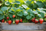 d&eacute;couvrez comment am&eacute;nager une fraiseraie gourmande dans votre jardin pour profiter de fraises fra&icirc;ches et savoureuses toute la saison. conseils pratiques et astuces de jardinage faciles &agrave; suivre.