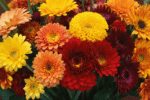 d&eacute;couvrez les 10 fleurs &eacute;clatantes qui illuminent l'automne et apportent couleur et vie &agrave; votre jardin durant la saison.