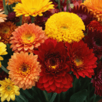 d&eacute;couvrez les 10 fleurs &eacute;clatantes qui illuminent l'automne et apportent couleur et vie &agrave; votre jardin durant la saison.