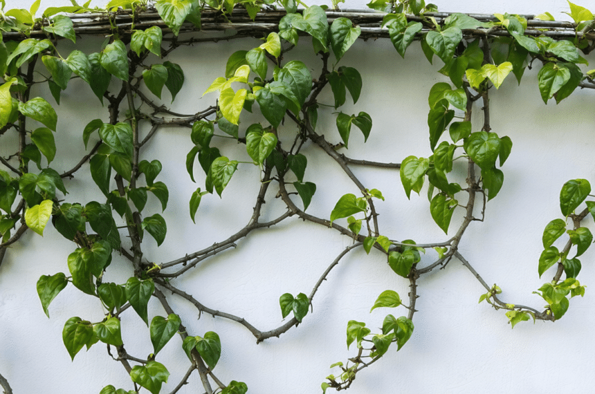 d&eacute;couvrez la liane de mad&egrave;re, une plante grimpante comestible, facile &agrave; cultiver et g&eacute;n&eacute;reuse, qui pousse presque toute seule au jardin.